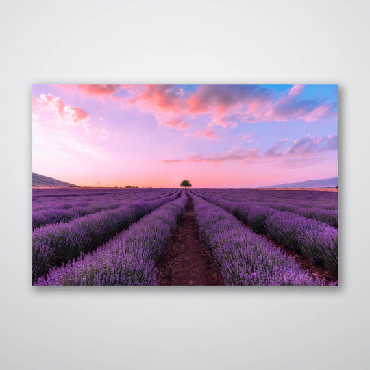 Lavender Fields - Print