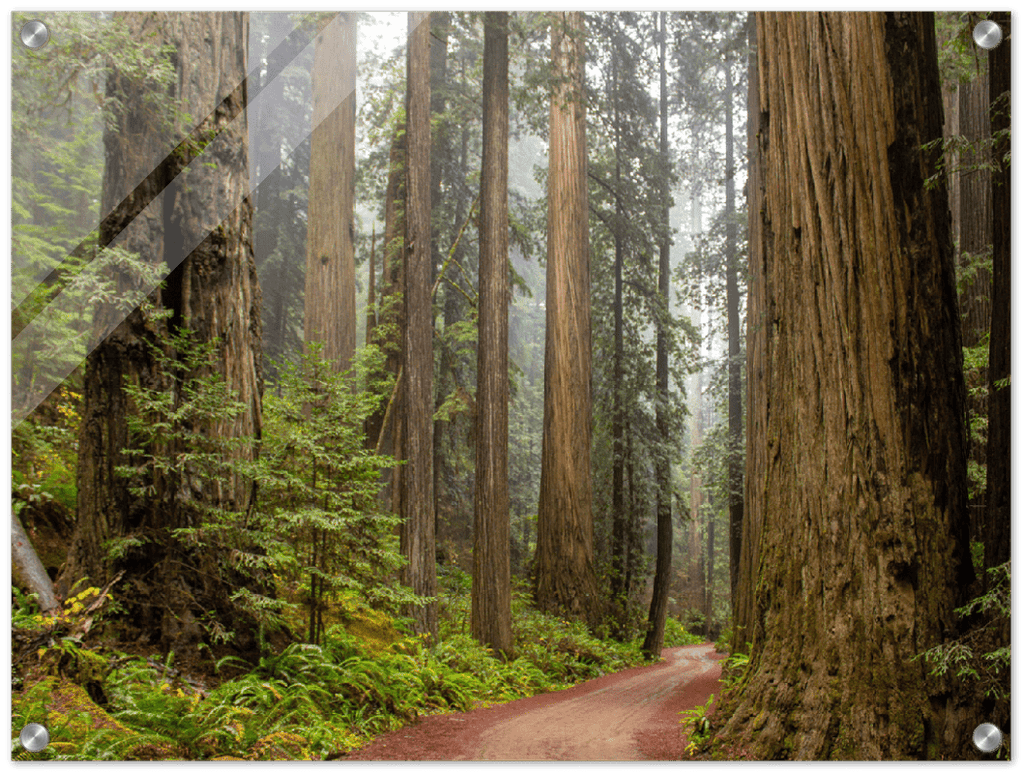 Redwood Forest - Print - MetalPlex