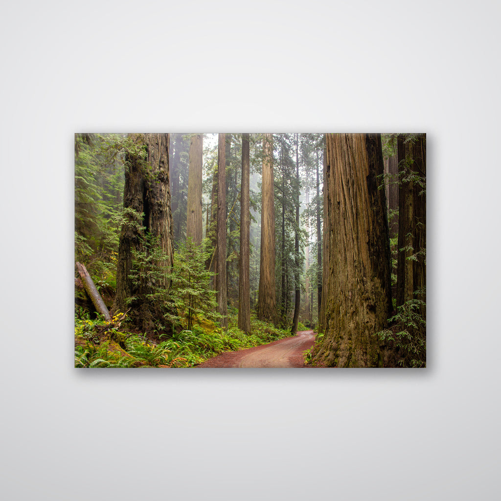 Redwood Forest - Print - MetalPlex