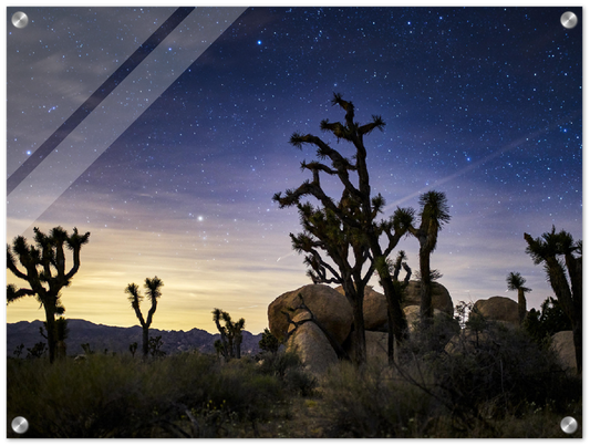 Joshua Tree - Print