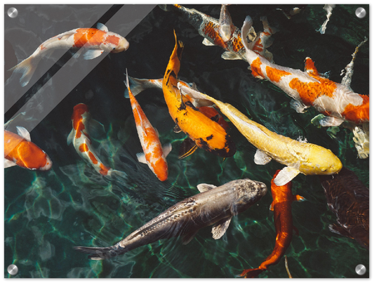 Koi Fish - Print
