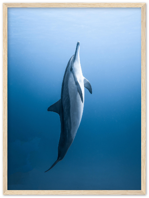 Dolphin - Print - MetalPlex