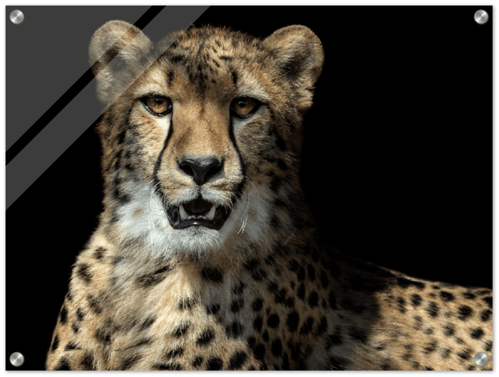 Leopard - Print - MetalPlex