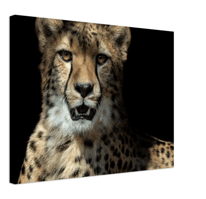 Leopard - Print - MetalPlex