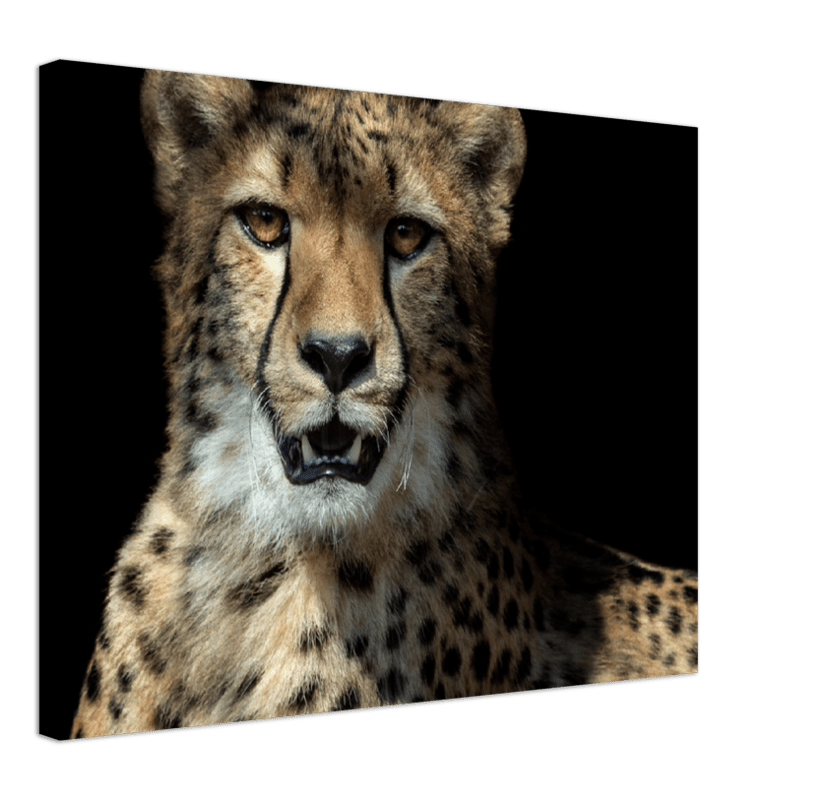 Leopard - Print - MetalPlex