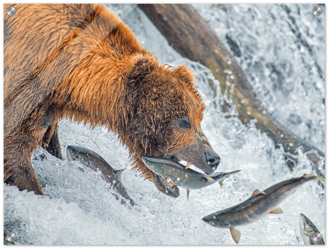 Bear Feeding - Print - MetalPlex