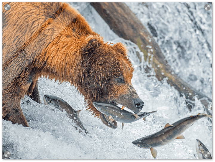 Bear Feeding - Print - MetalPlex