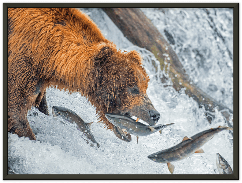 Bear Feeding - Print - MetalPlex