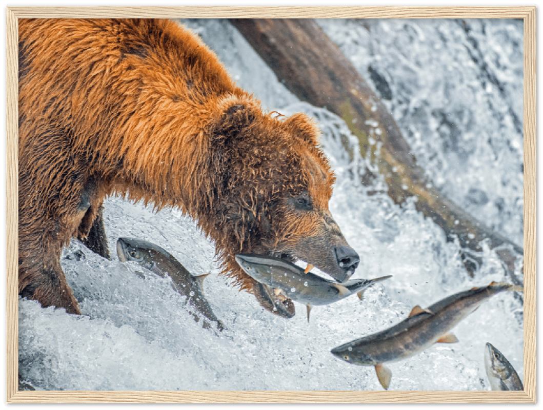 Bear Feeding - Print - MetalPlex