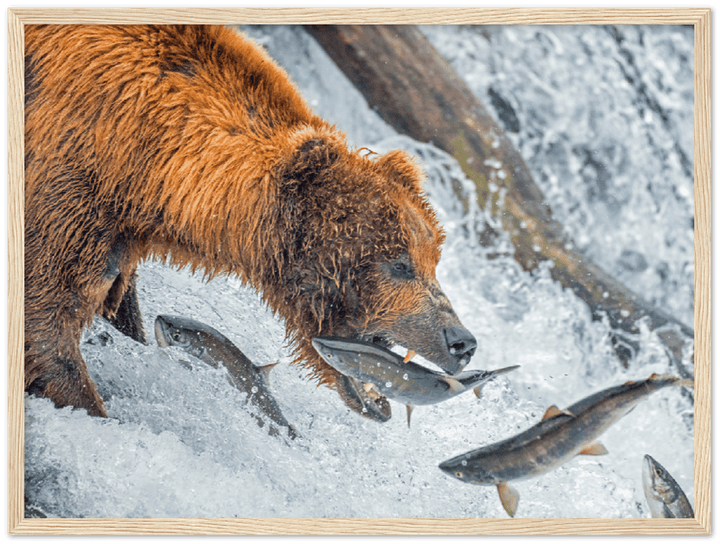 Bear Feeding - Print - MetalPlex