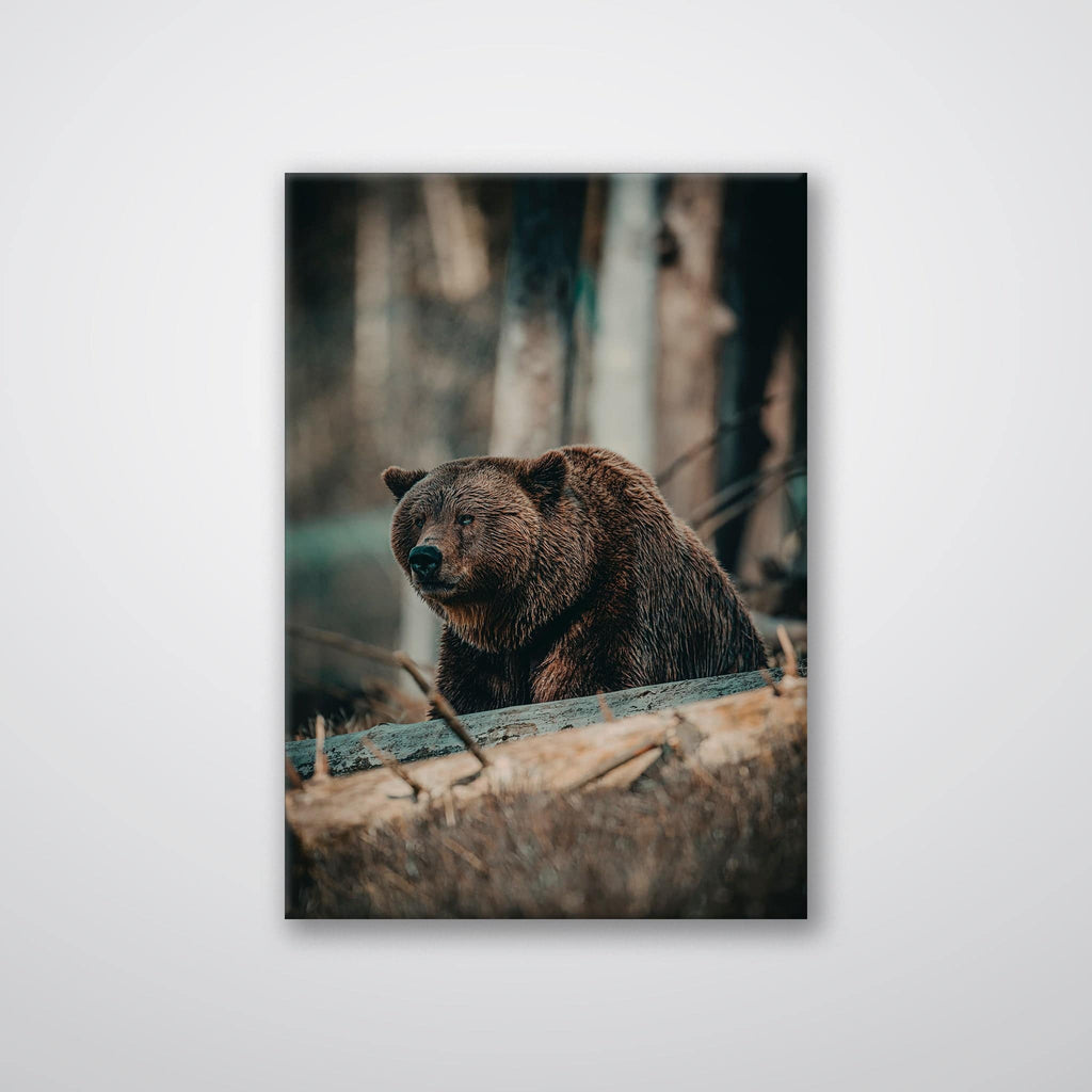 Bear in the Forest - Print - MetalPlex