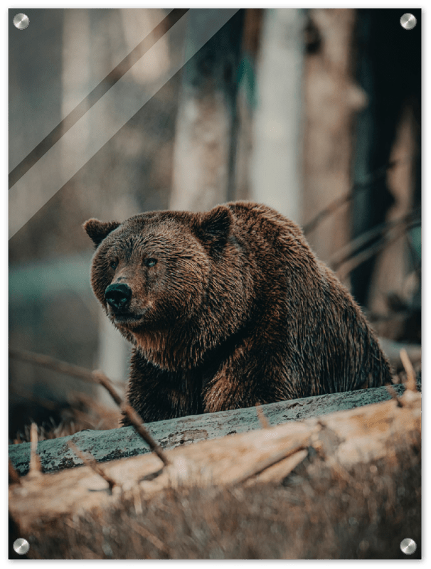 Bear in the Forest - Print - MetalPlex