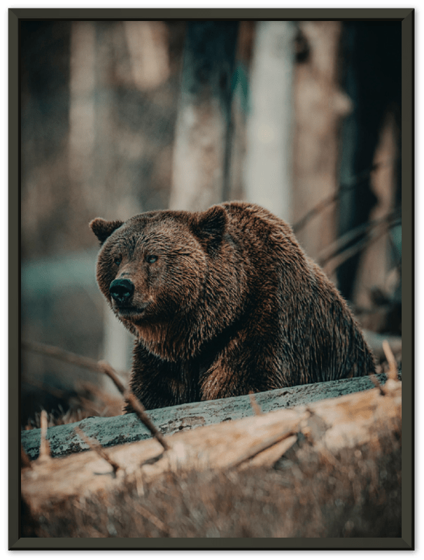 Bear in the Forest - Print - MetalPlex