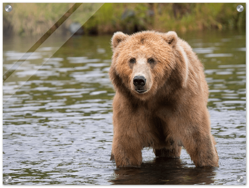 Bear in the Lake - Print - MetalPlex