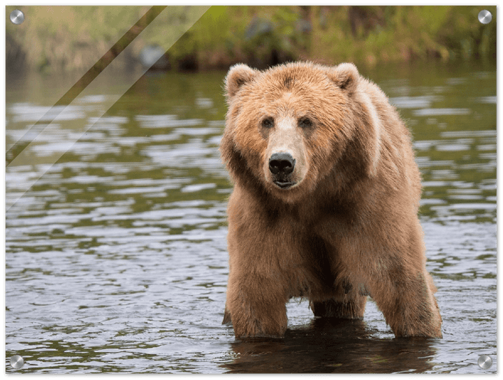 Bear in the Lake - Print - MetalPlex
