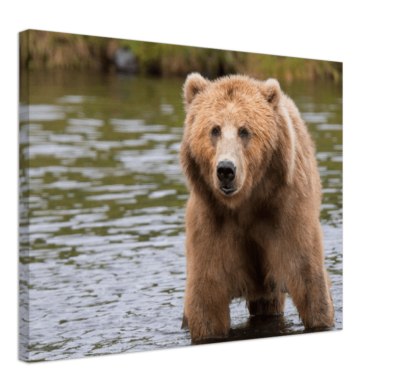 Bear in the Lake - Print - MetalPlex