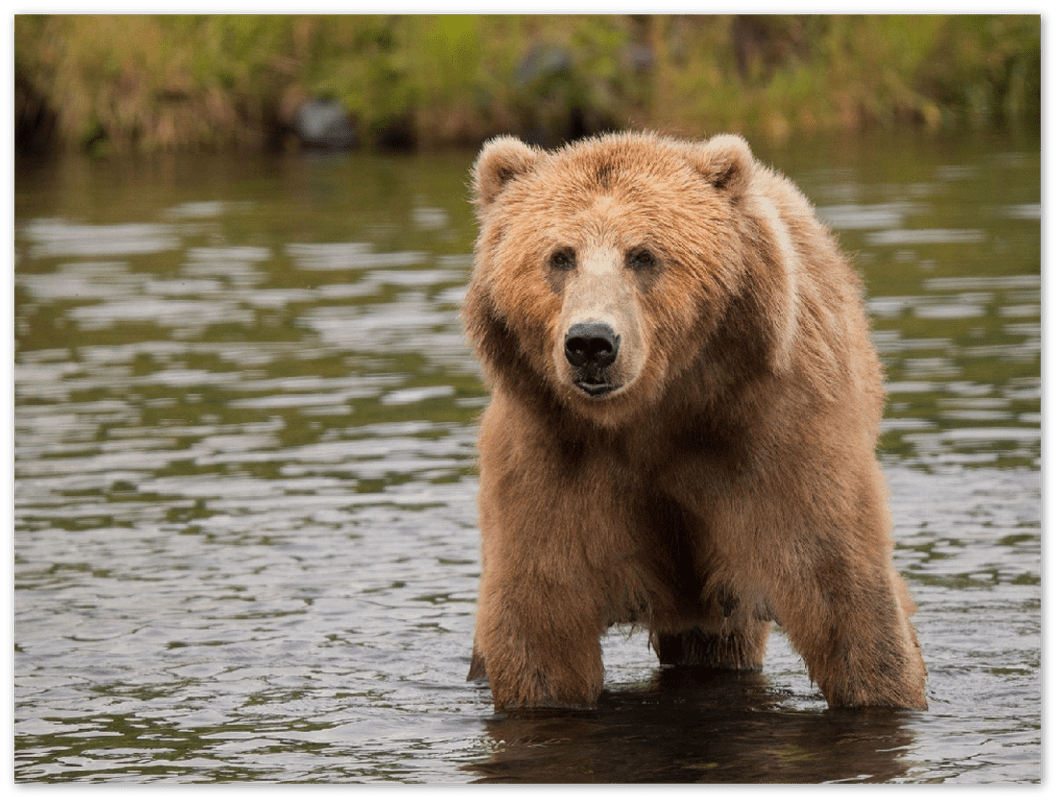 Bear in the Lake - Print - MetalPlex