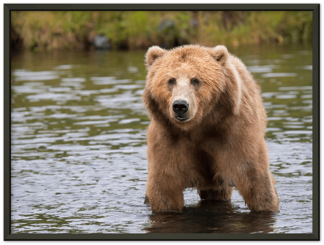 Bear in the Lake - Print - MetalPlex