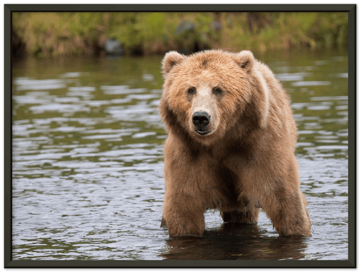 Bear in the Lake - Print - MetalPlex