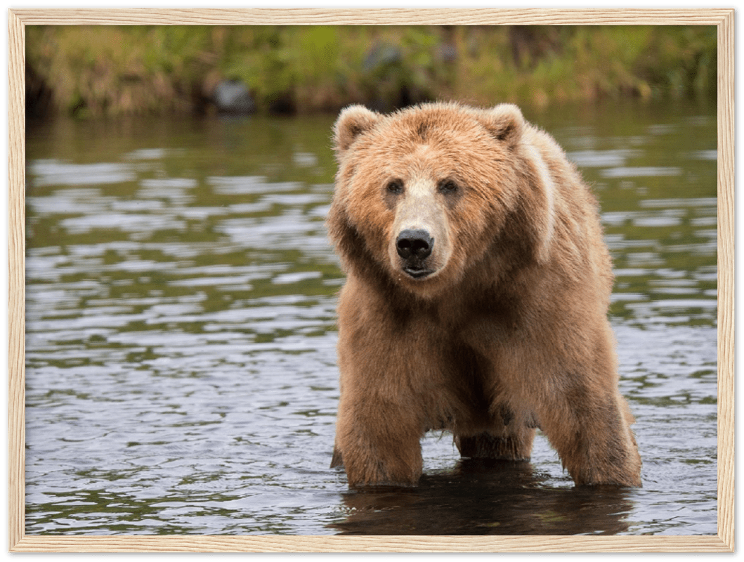 Bear in the Lake - Print - MetalPlex