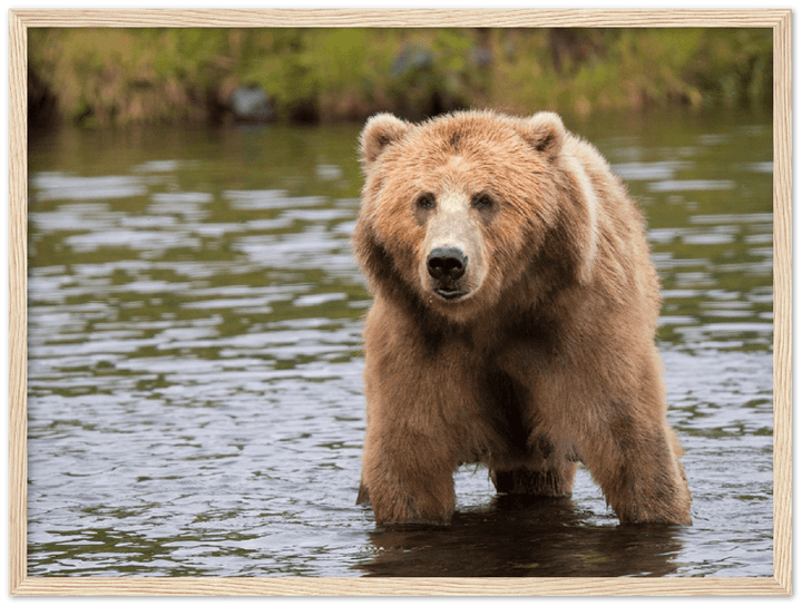 Bear in the Lake - Print - MetalPlex