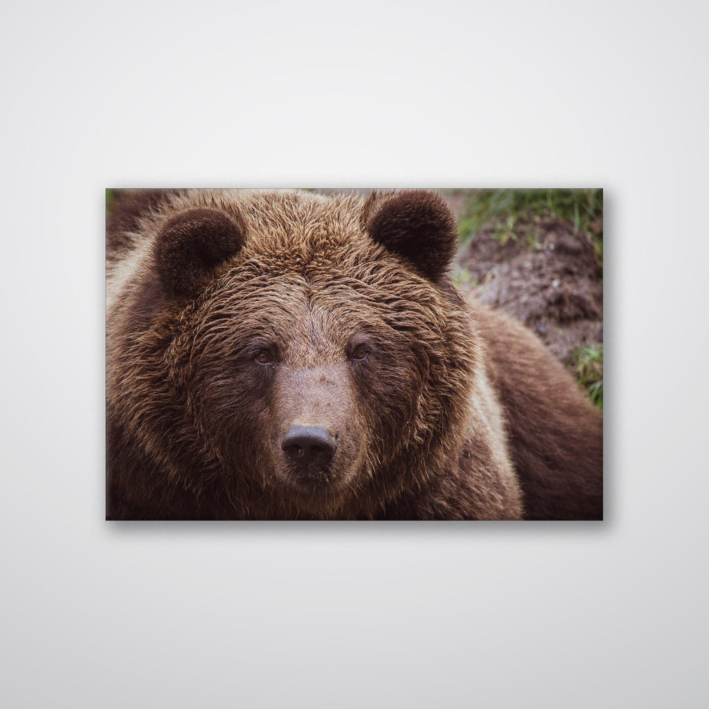 Brown Bear - Print - MetalPlex