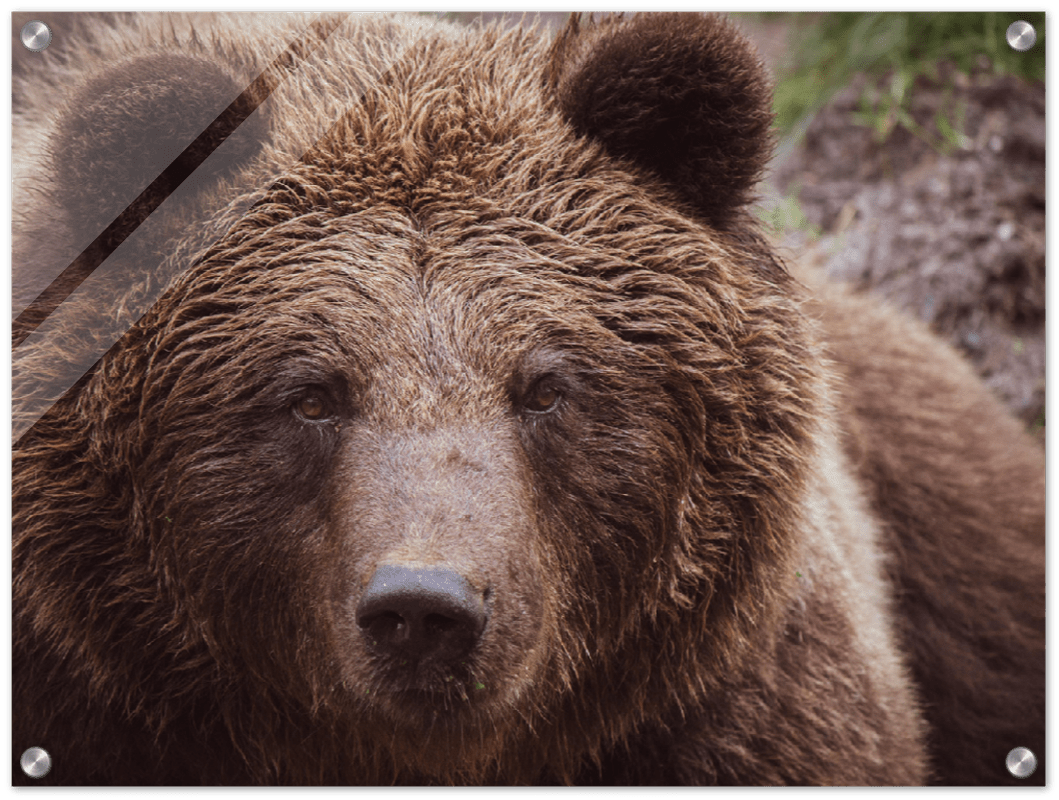 Brown Bear - Print - MetalPlex