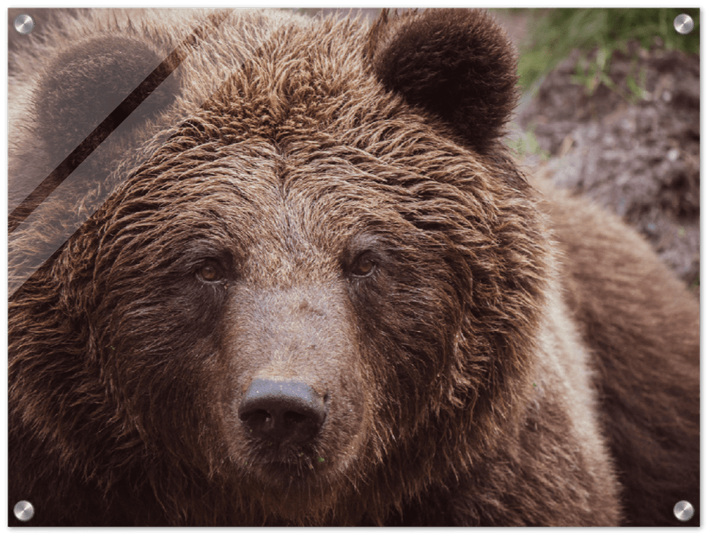 Brown Bear - Print - MetalPlex