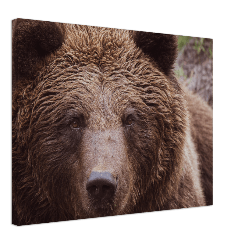 Brown Bear - Print - MetalPlex