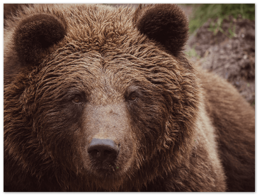 Brown Bear - Print - MetalPlex