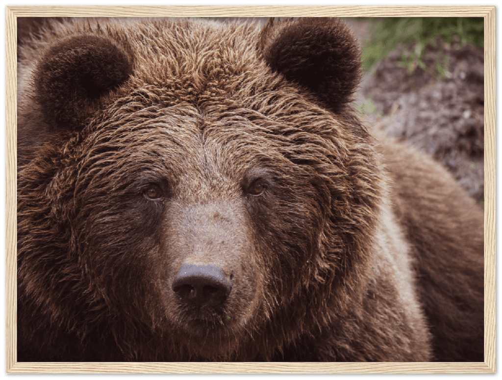 Brown Bear - Print - MetalPlex