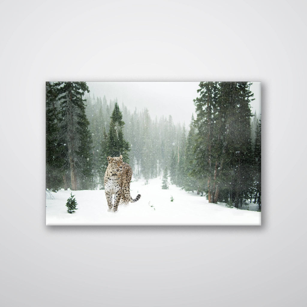 Cheetah In Snow - Print - MetalPlex