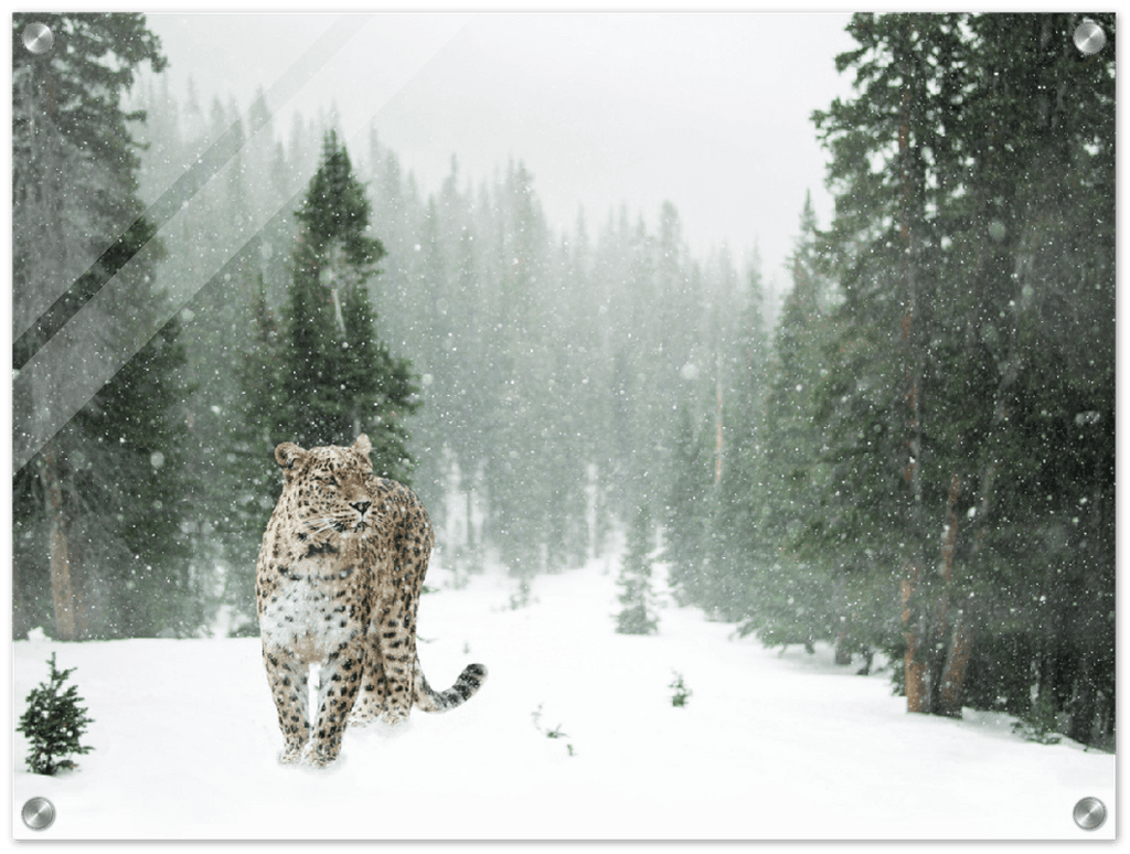 Cheetah In Snow - Print - MetalPlex