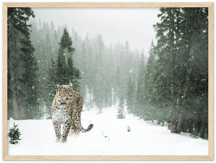 Cheetah In Snow - Print - MetalPlex