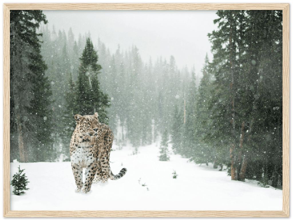 Cheetah In Snow - Print - MetalPlex