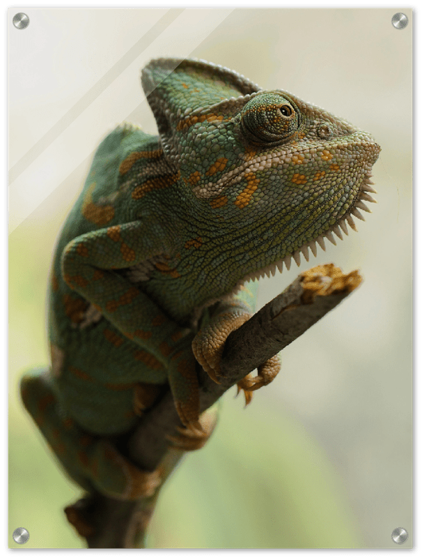 Climbing Chameleon - Print - MetalPlex