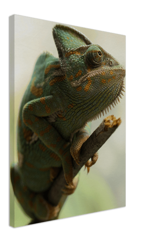 Climbing Chameleon - Print - MetalPlex