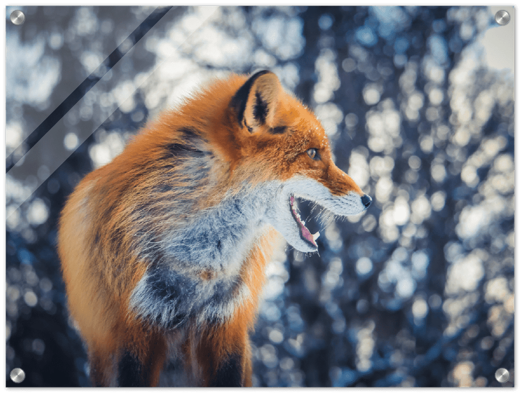 Curious Fox - Print - MetalPlex