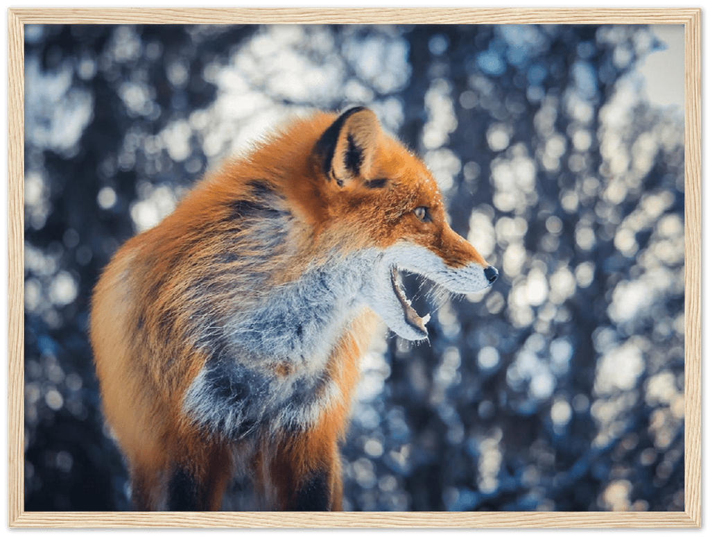 Curious Fox - Print - MetalPlex