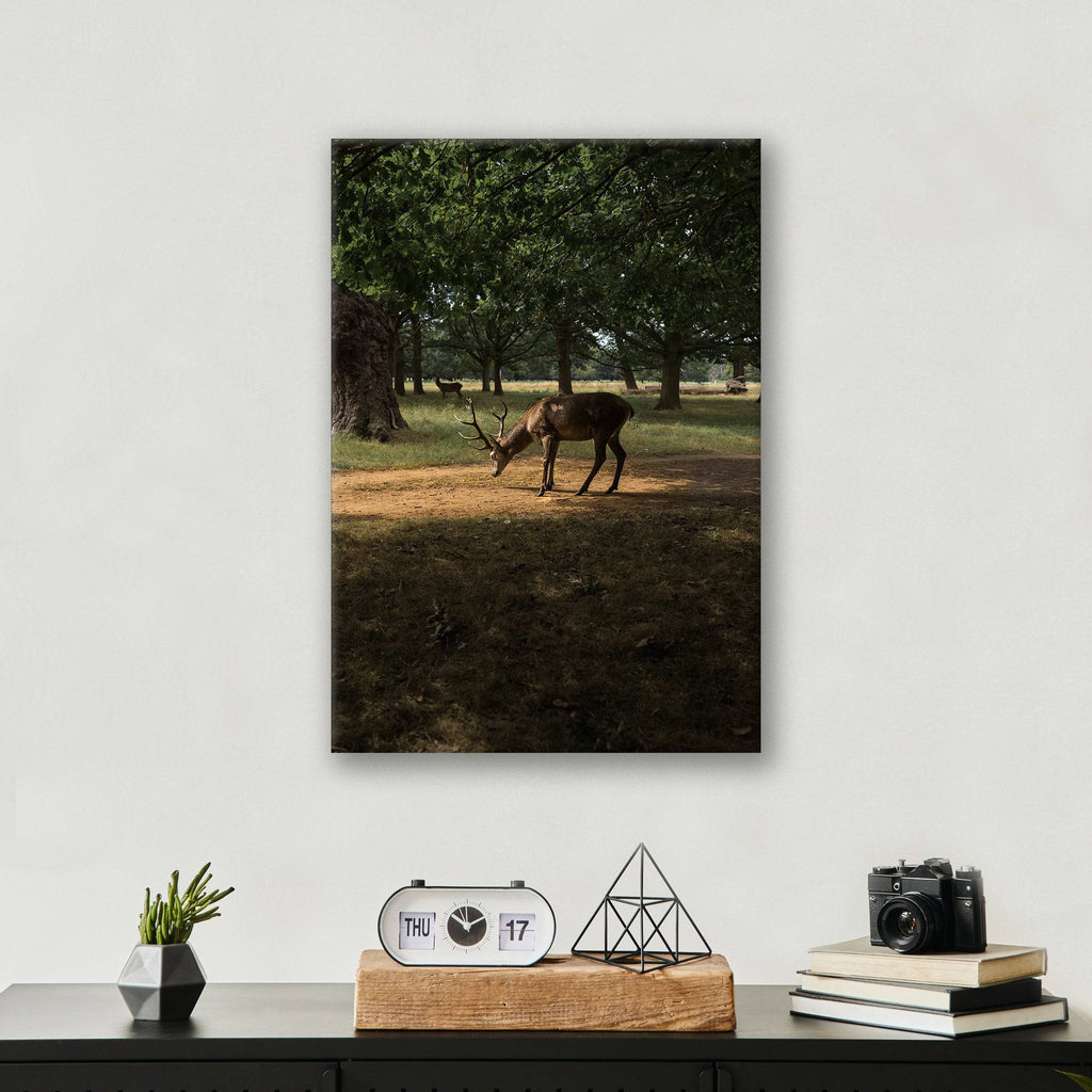 Deer in Sunlight - Print - MetalPlex