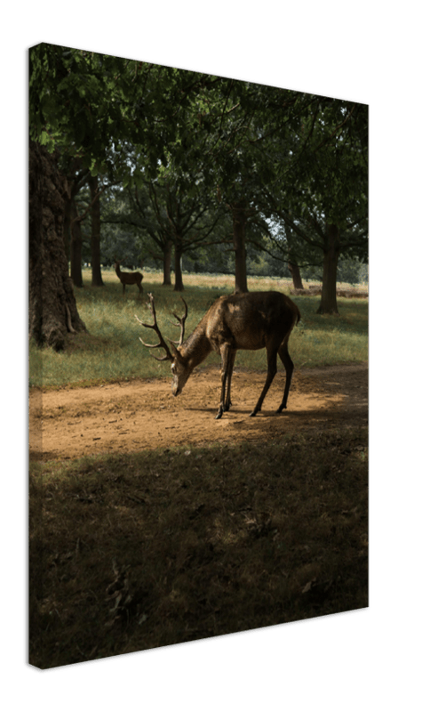 Deer in Sunlight - Print - MetalPlex