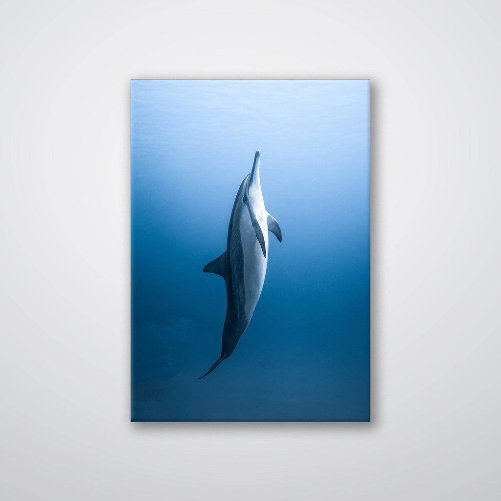 Dolphin - Print - MetalPlex