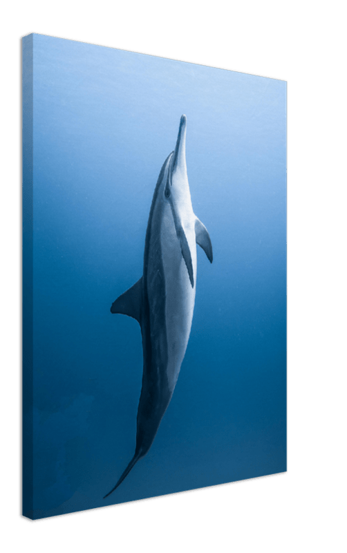 Dolphin - Print - MetalPlex