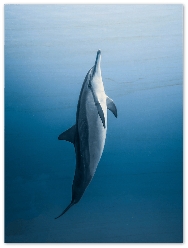 Dolphin - Print - MetalPlex