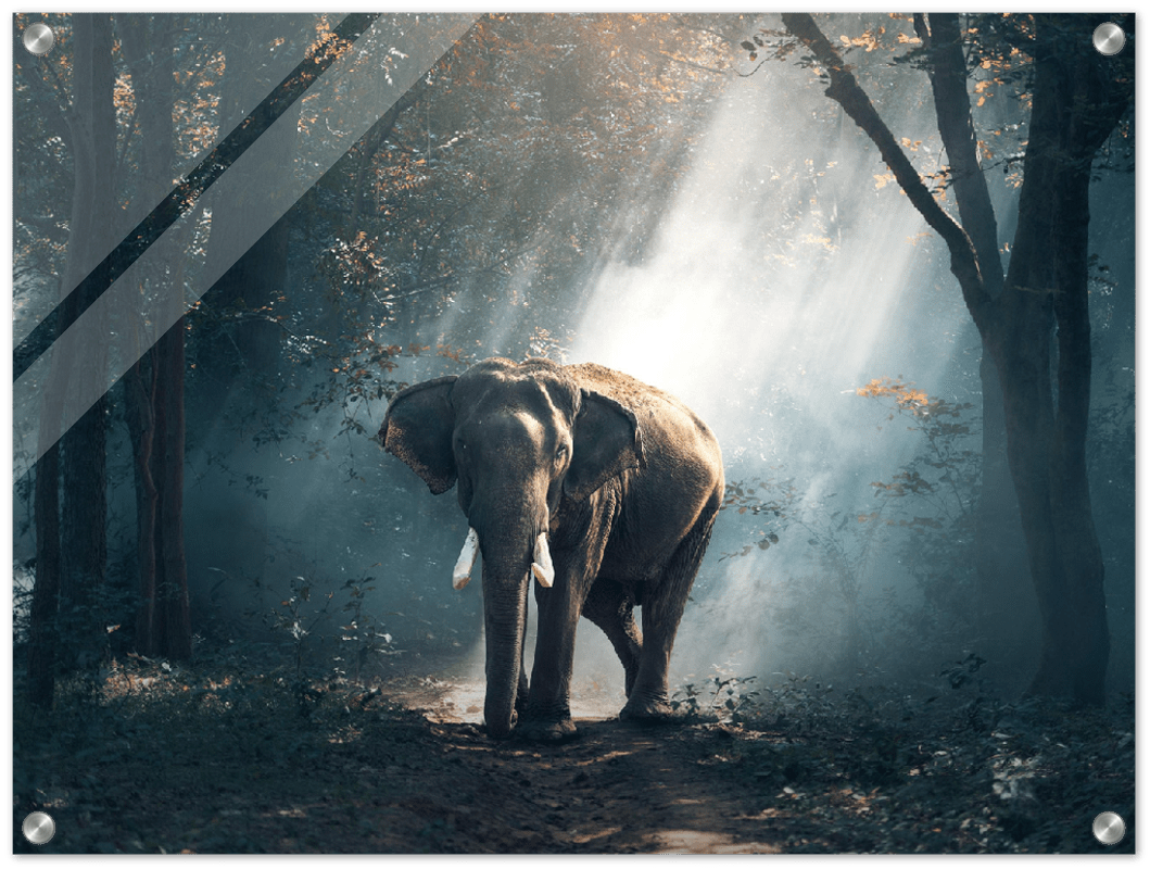 Elephant - Print - MetalPlex
