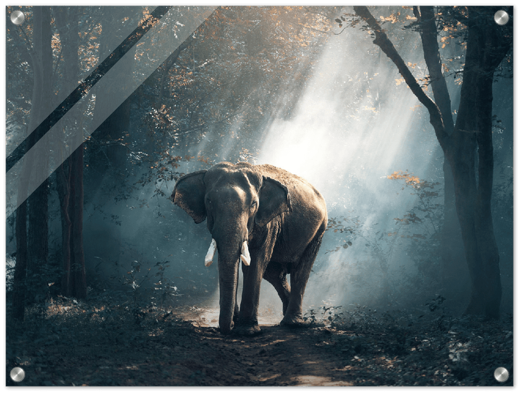 Elephant - Print - MetalPlex