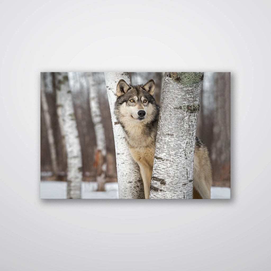 Grey Wolf - Print - MetalPlex