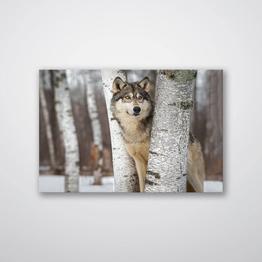 Grey Wolf - Print