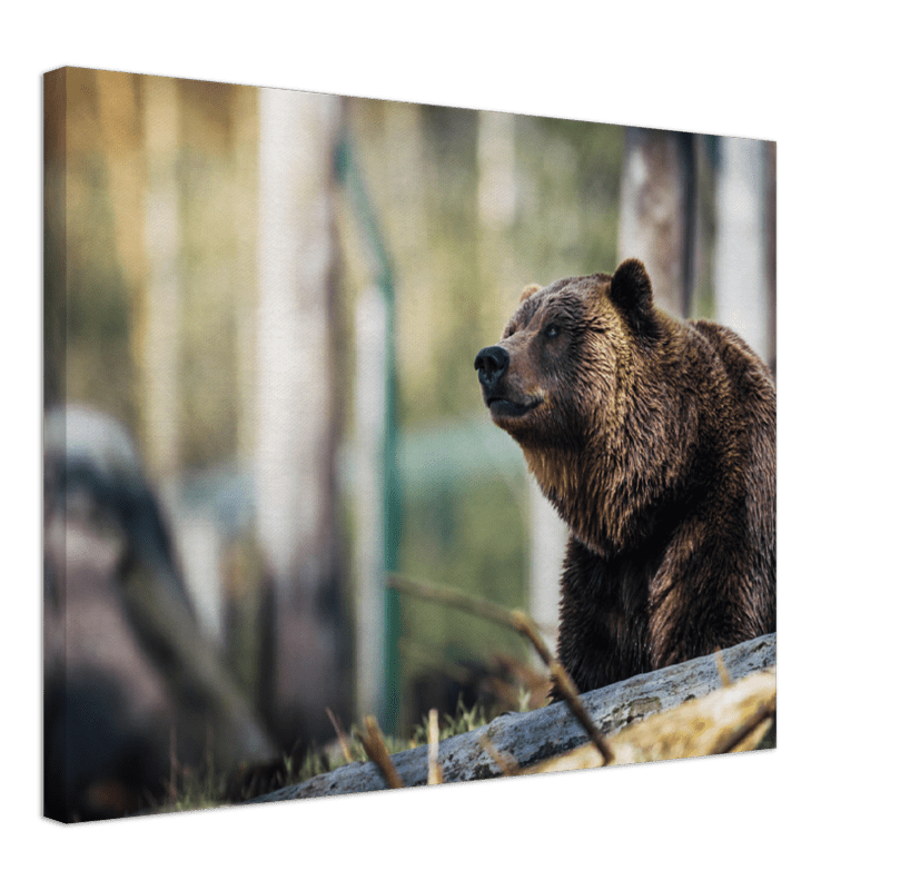 Happy Bear - Print - MetalPlex