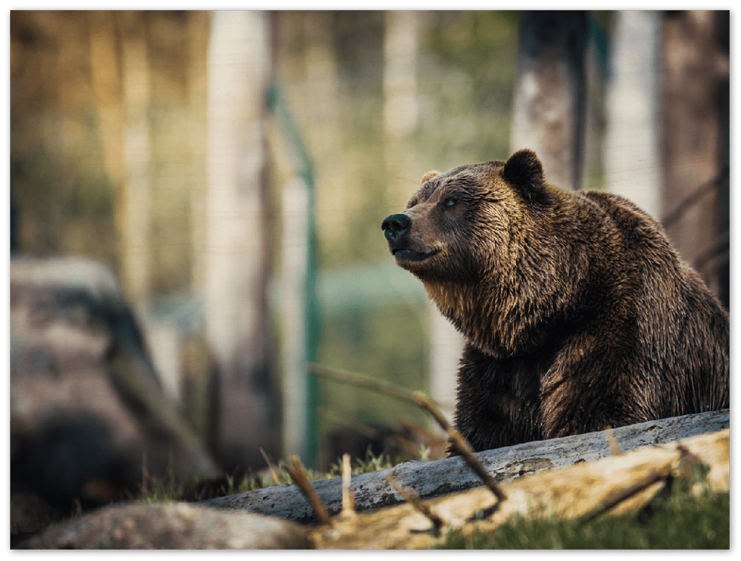 Happy Bear - Print - MetalPlex